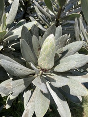 Protea roupelliae image