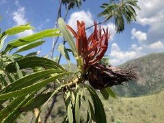 Protea caffra subsp. falcata image