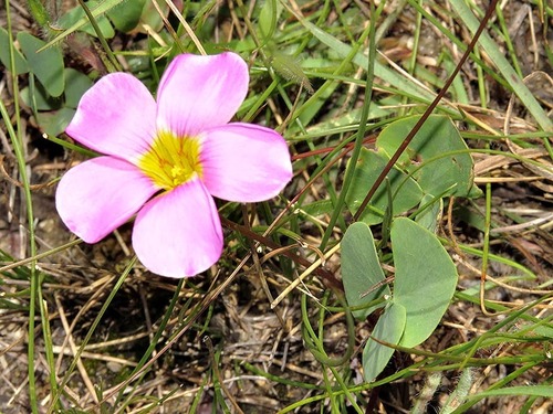 Oxalis image