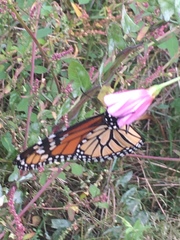 Danaus plexippus