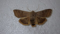 Orbona fragariae