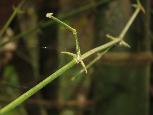 Bambusa spinosa, photograph 1