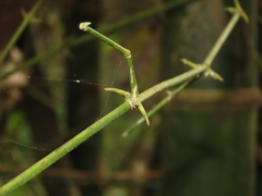 Bambusa spinosa, photograph chiuluan, CC BY, iNaturalist via GBIF