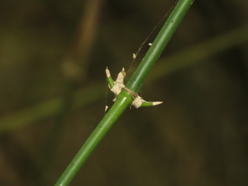 Bambusa spinosa, photograph 2