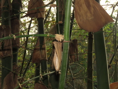 Bambusa spinosa, photograph chiuluan, CC BY, iNaturalist via GBIF