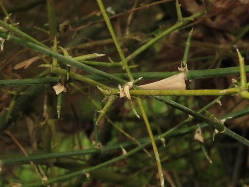 Bambusa spinosa, photograph 3