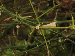 Bambusa spinosa, photograph chiuluan, CC BY, iNaturalist via GBIF