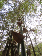 Bambusa spinosa, photograph chiuluan, CC BY, iNaturalist via GBIF