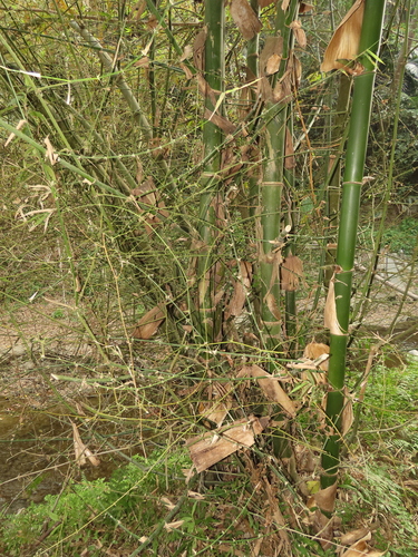 Bambusa spinosa