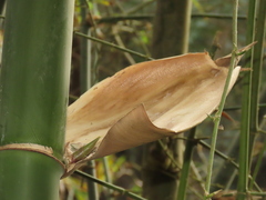 Bambusa spinosa, photograph chiuluan, CC BY, iNaturalist via GBIF