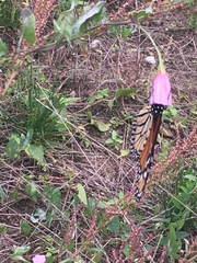 Danaus plexippus