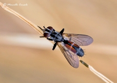 Cylindromyia pusilla