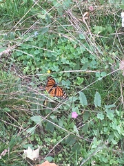 Danaus plexippus