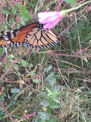 Danaus plexippus