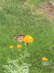 Danaus plexippus