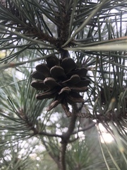 Pinus tabuliformis