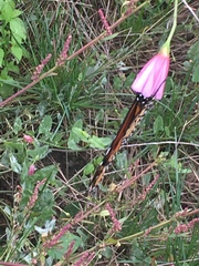 Danaus plexippus