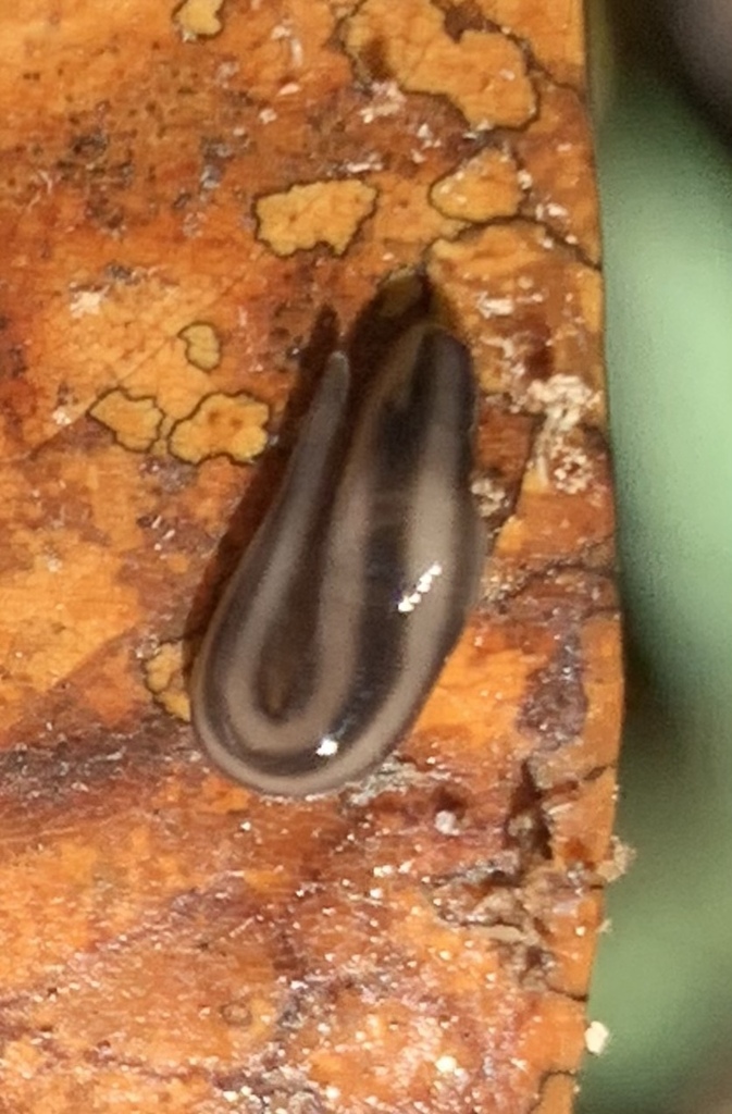 Kontikia insularis
