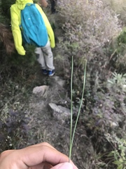 Pinus tabuliformis