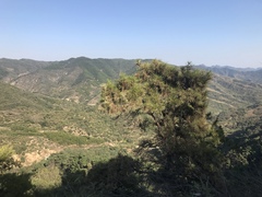 Pinus tabuliformis