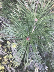 Pinus tabuliformis