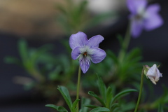 Viola arborescens