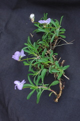 Viola arborescens