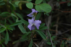 Viola arborescens