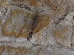 Hipparchia tamadabae