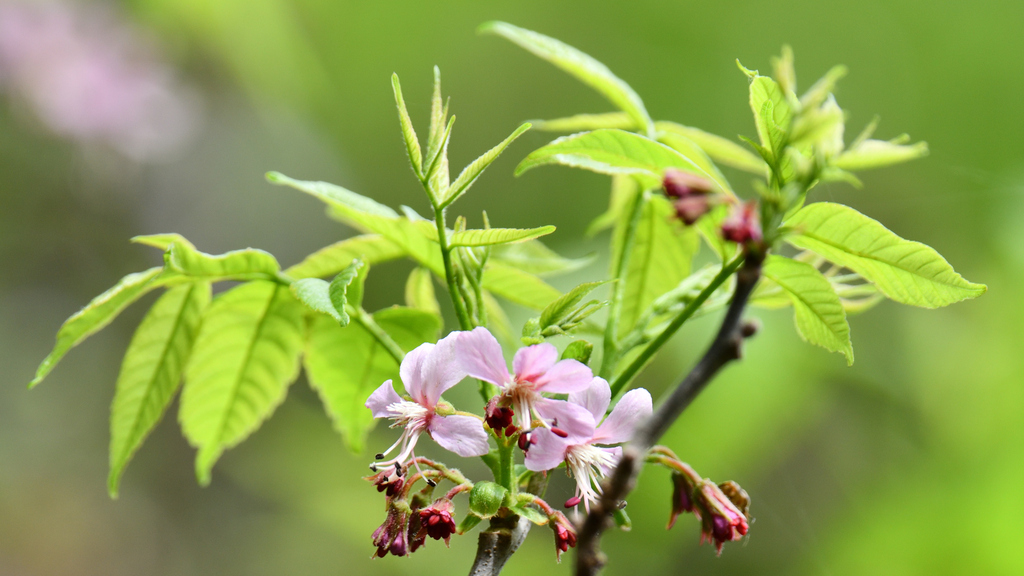 Mexican buckeye from Sabinas Hidalgo, Nuevo León, Mexico on March 09