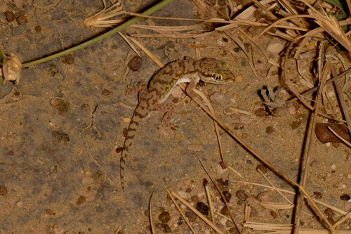 Sind Gecko, Bunopus orientalis