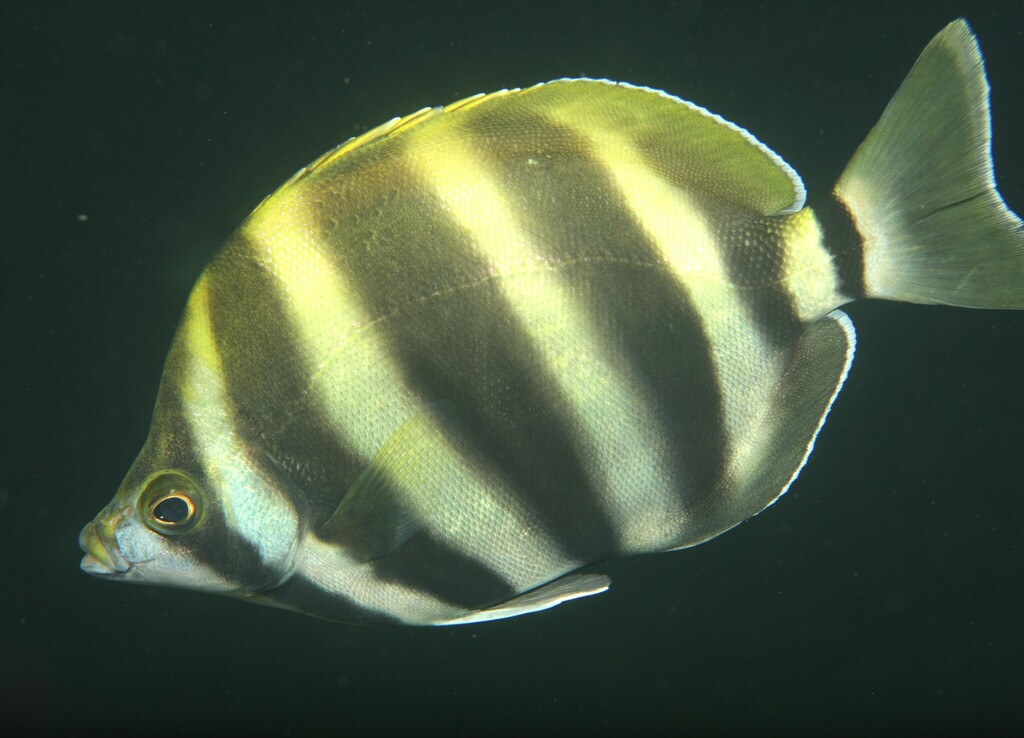 Butterfish
