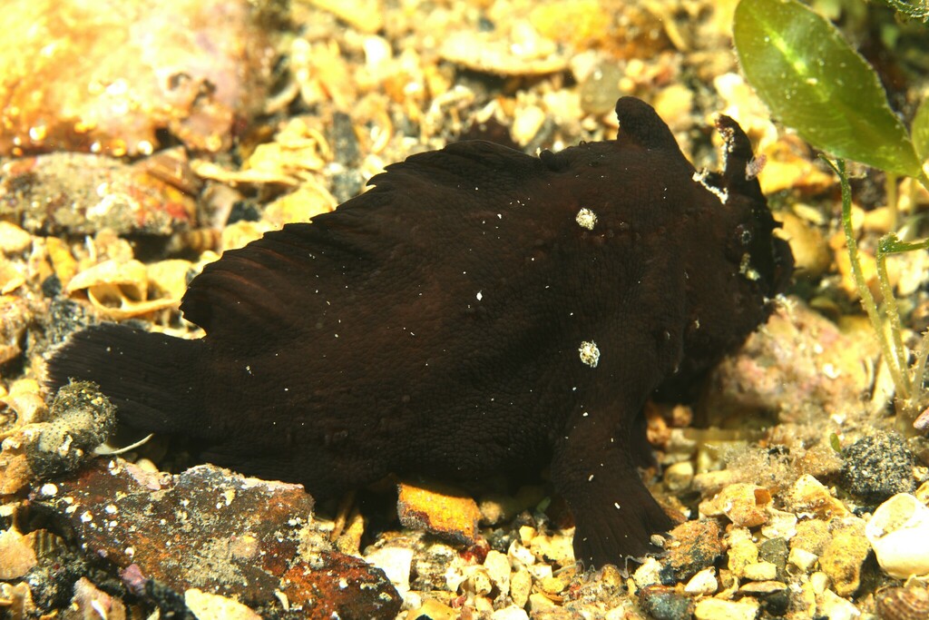 Whitespotted Anglerfish from 5-7 Edith St, Edithburgh SA 5583 ...