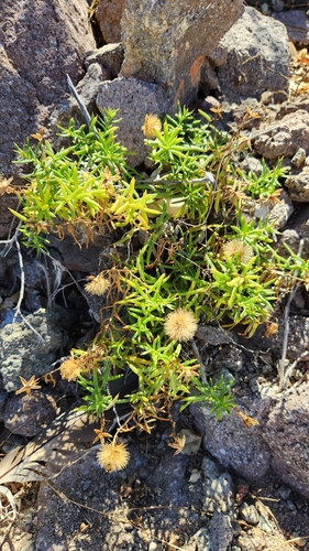 Image of Bajacalia crassifolia by no rights reserved