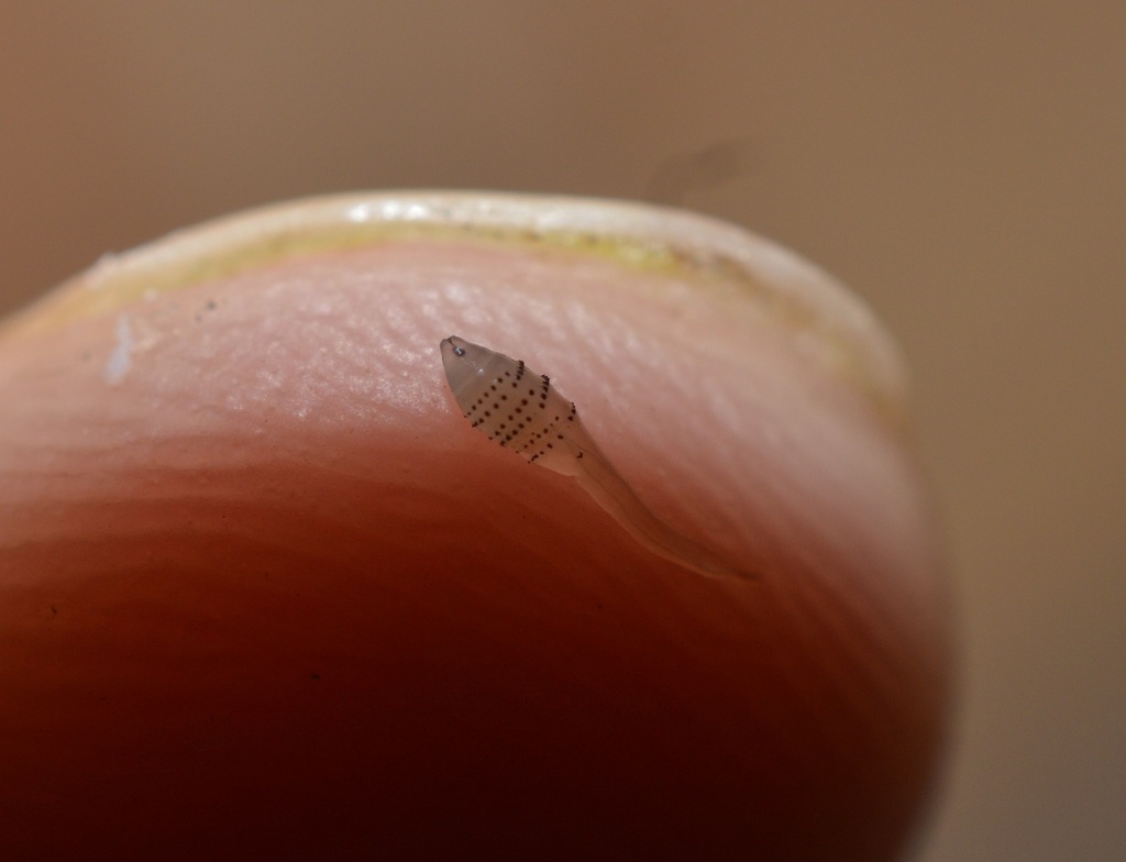 Human Botﬂy
