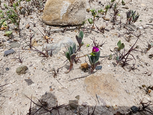 Cistanthe weberbaueri (Cistanthe weberbaueri)