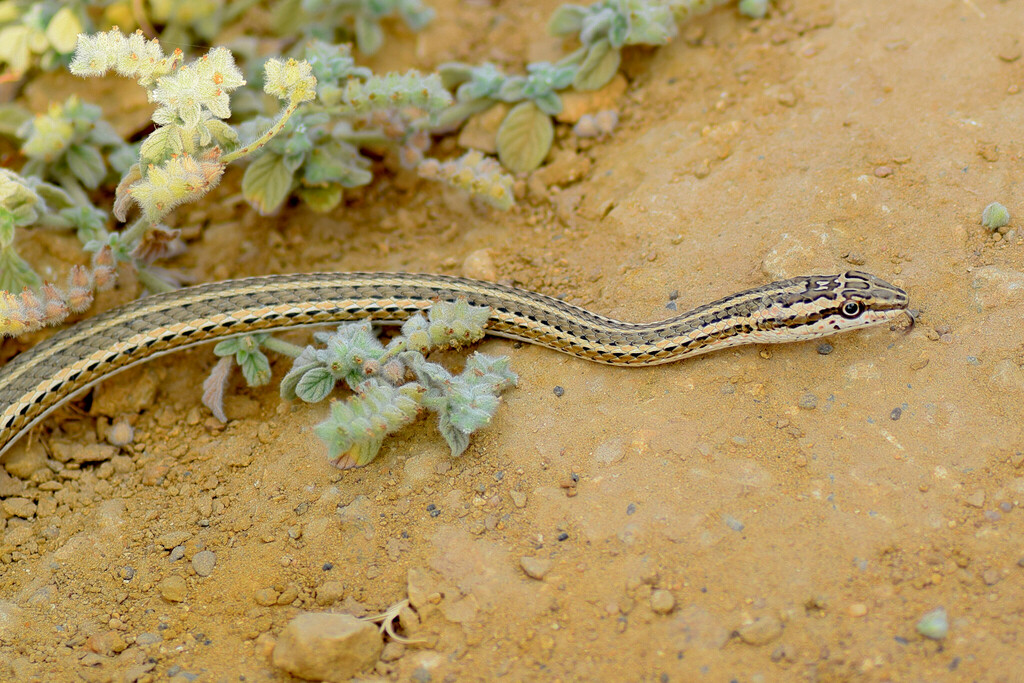Forskål's Sand Snake