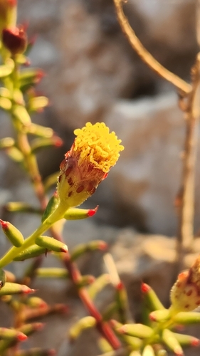 Image of Bajacalia crassifolia by no rights reserved