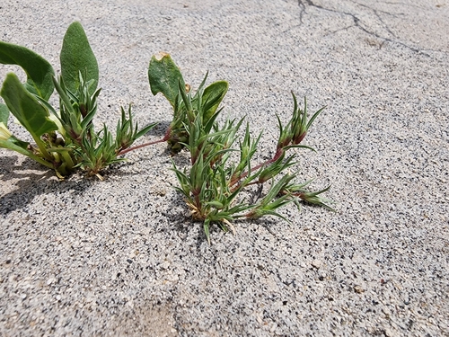 Munroa decumbens