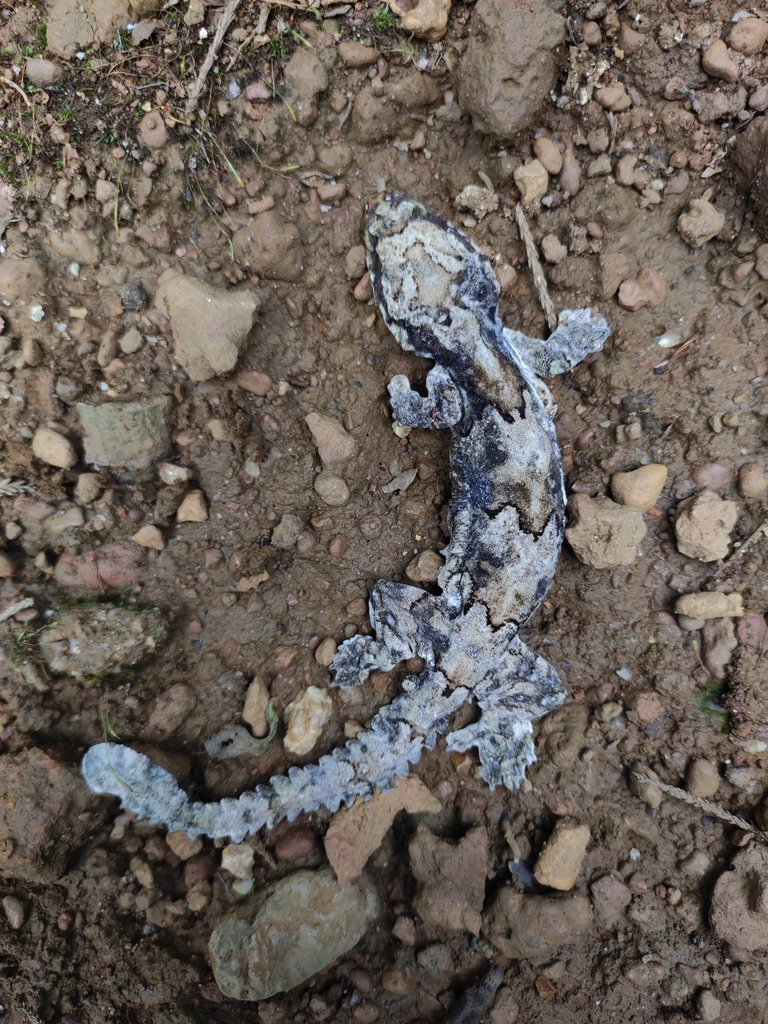 Three-banded Flying Gecko