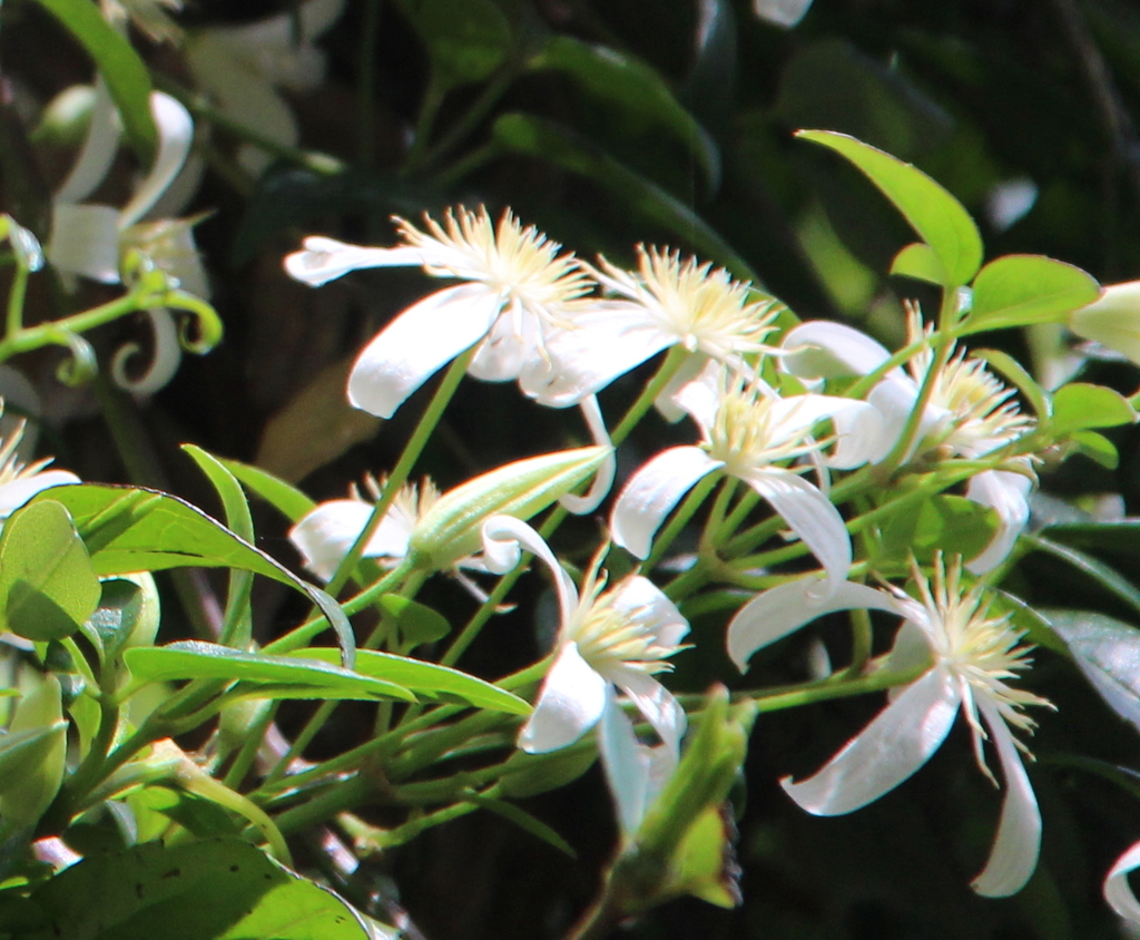 Australian Clematis from Montezuma Falls, Rosebery TAS 7470, Australia ...