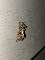 Lepidoptera