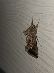 Lepidoptera