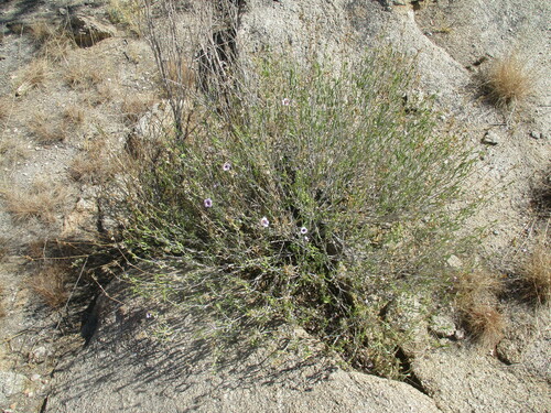 Image of Barleria lancifolia by no rights reserved