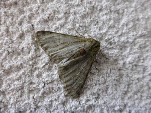 Phigalia pilosaria