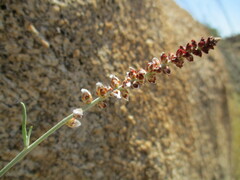 Marcelliopsis splendens image