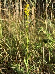 Solidago stricta