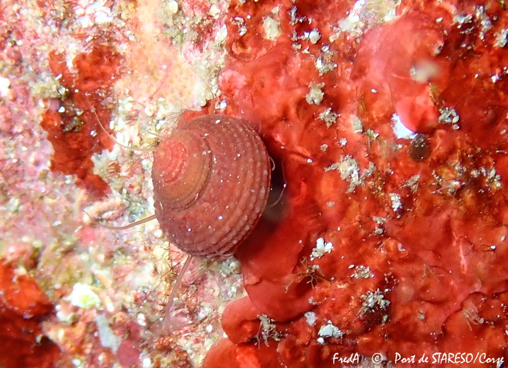 Clanculus corallinus