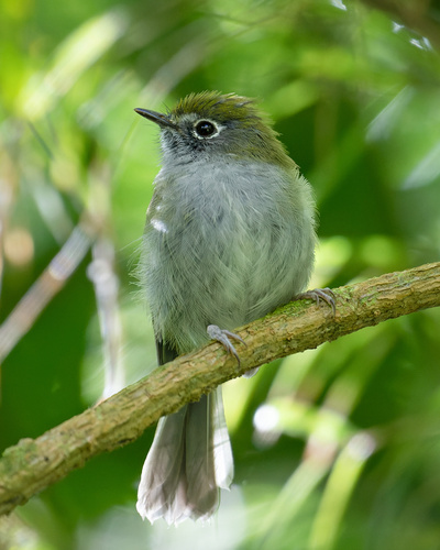 Serra do Mar Bristle Tyrant (Pogonotriccus difficilis), photo 9