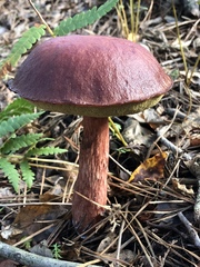 Aureoboletus projectellus